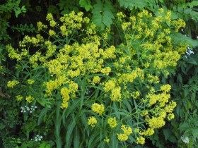 Magas zsombor - Sisymbrium strictissimum, Sisymbrium strictissimum, etnobotanika